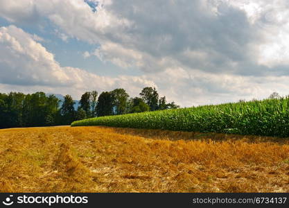 Plantation of Fodder Corn in Southern Bavaria, Germany