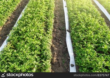 Plantation of potato bushes and rolled white agrofibre spanbond coating to protect crop from bad weather and frost. Use of new technologies and methods for an earlier harvest. Agricultural industry