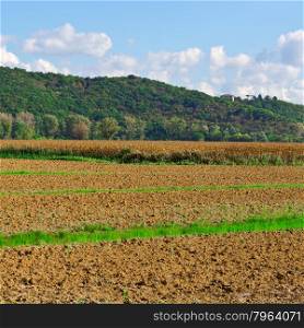 Plantation of Ripe Corn in Lazio, Italy
