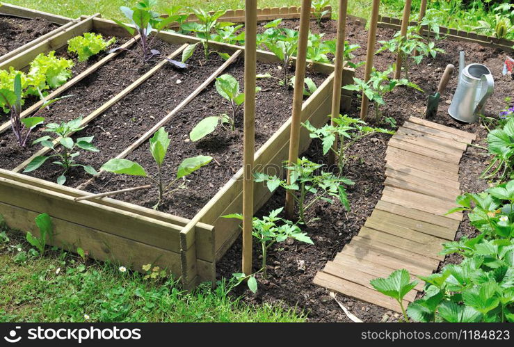 plantation of seedlings in a vegetable patch