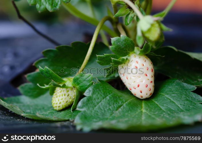 plantation of the strawberry. plantation of the strawberry in the garden