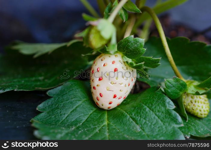 plantation of the strawberry. plantation of the strawberry in the garden