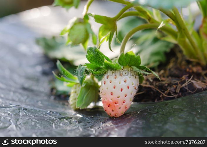 plantation of the strawberry. plantation of the strawberry in the garden