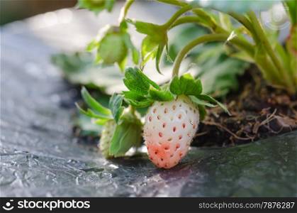 plantation of the strawberry. plantation of the strawberry in the garden