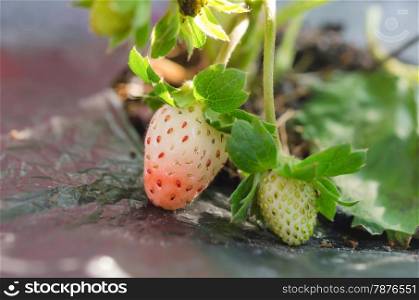 plantation of the strawberry. plantation of the strawberry in the garden
