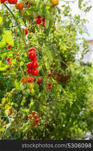 plantation of tomato plant in a biologic agriculture farm