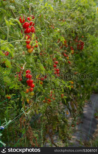 plantation of tomato plant in a biologic agriculture farm