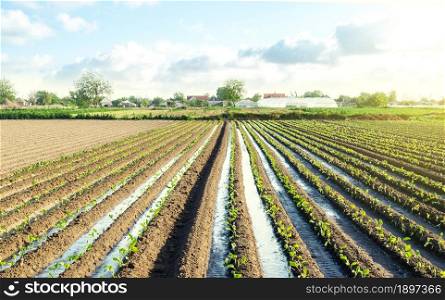 Plantation of young eggplant seedlings is watered through irrigation canals. Caring for plants, growing food.Water supply system, cultivation in arid regions. European farm, farming. Rural countryside