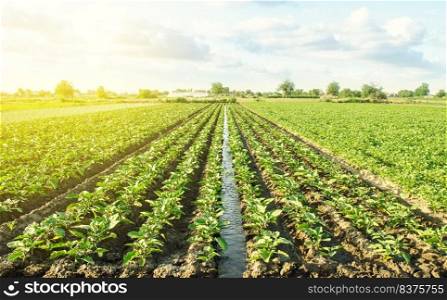 Plantation of young eggplant seedlings is watered through irrigation canals. European farm, farming. Caring for plants, growing food. Agronomy. Agriculture and agribusiness. Rural countryside