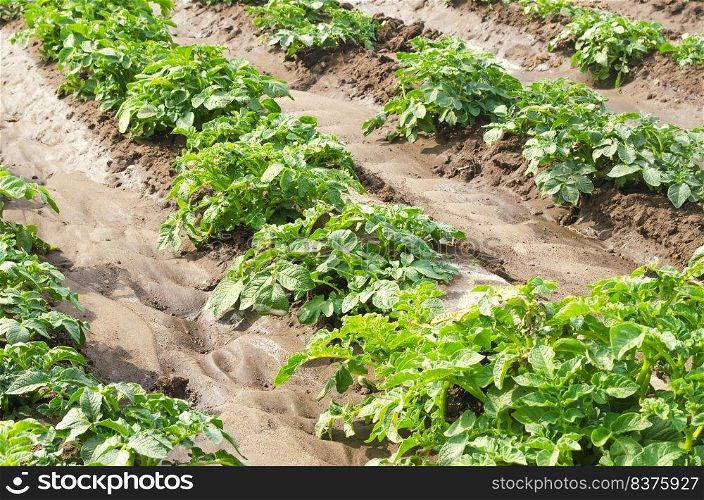 Plantation of young potato bushes on a farm field. Agriculture and crop vegetables production. Organic farming products. Watering, fertilizers and pest protection. Agroindustry and agribusiness.