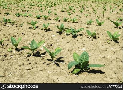 Plantation of young tobacco plants. Summer time