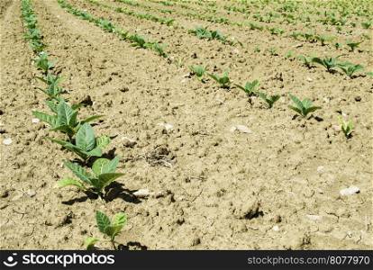 Plantation of young tobacco plants. Summer time