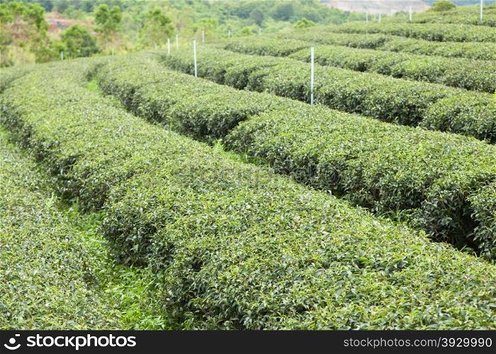 Plantation planted with tea plantations, farmers grow tea trees. Mountain areas for plantations.