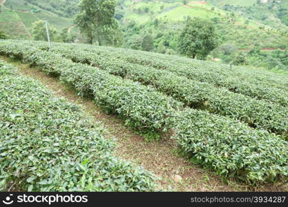 Plantation planted with tea plantations, farmers grow tea trees. Mountain areas for plantations.