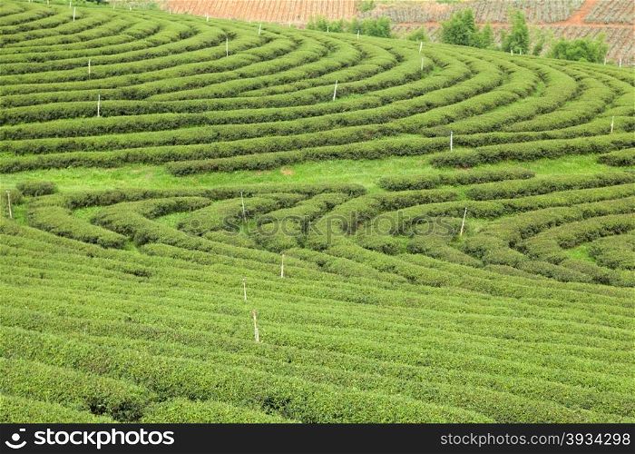 Plantation planted with tea plantations, farmers grow tea trees. Mountain areas for plantations.