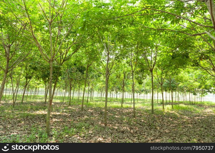 Plantation rubber. rubber trees cultivated in rows of rubber trees in plantation agriculture.