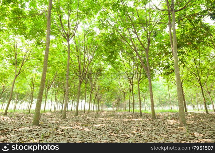 Plantation rubber. rubber trees cultivated in rows of rubber trees in plantation agriculture.