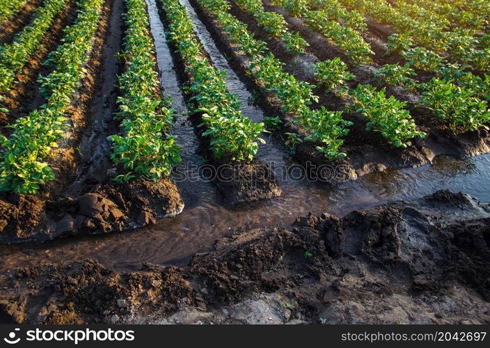 Plantation water flow control. Water flows through canals. European farming. Agriculture. Agronomy. Agroindustry and agribusiness. Growing vegetables and food. Surface irrigation of crops.