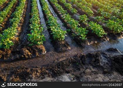 Plantation water flow control. Water flows through canals. European farming. Agriculture. Agronomy. Agroindustry and agribusiness. Growing vegetables and food. Surface irrigation of crops.