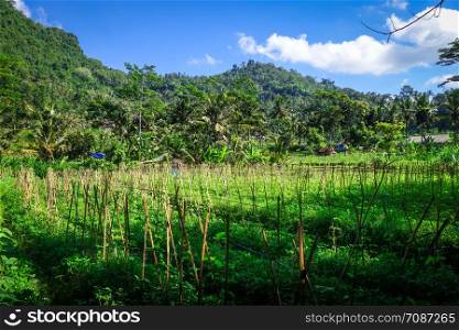 Plantations in green fields, Sidemen village, Bali, Indonesia. Plantations in green fields, Sidemen, Bali, Indonesia