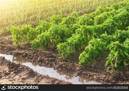 Plantations of bell pepper and leek onions. Growing organic food vegetables on a farm field. Agribusiness and farming. Cultivation and care for plantation. Improving efficiency Countryside.