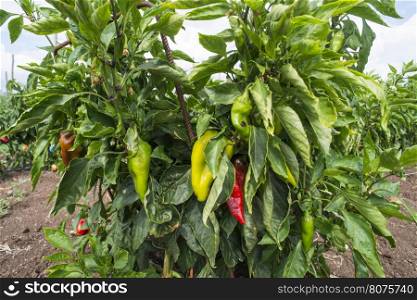 Plantations of peppers in the field. Close up green and red papers