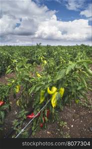 Plantations of peppers in the field. Close up green and red papers