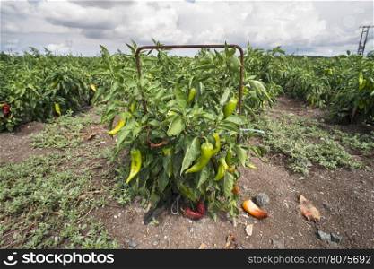 Plantations of peppers in the field. On a row