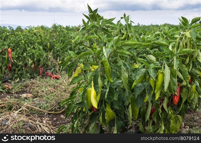 Plantations of peppers in the field. On a row