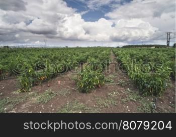 Plantations of peppers in the field. On a row. Greece