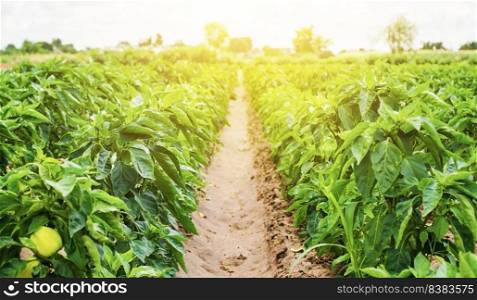 Plantations of sweet Bulgarian bell pepper bushes. Farming and agriculture. Cultivation, care and harvesting. Farm for growing vegetables. Agroindustry. Fresh green greens. Plant growing, agronomy.