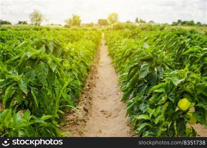 Plantations of sweet Bulgarian bell pepper. Farming and agriculture. Cultivation, care and harvesting. Grow and production of agricultural products for sale. farmland. Plant growing, agronomy.