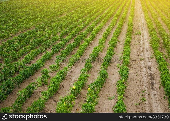 Plantations of sweet Bulgarian bell pepper. Farming and agriculture. Cultivation, care and harvesting. Plant growing, agronomy. Grow and production of agricultural products for sale. farmland