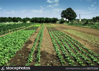 Plantations with lettuce. Summer time, sun light.