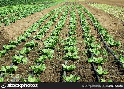Plantations with lettuce. Summer time, sun light.
