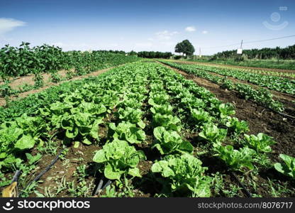 Plantations with lettuce. Summer time, sun light.