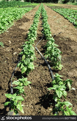 Plantations with lettuce. Summer time, sun light.