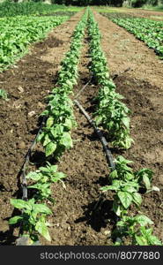 Plantations with lettuce. Summer time, sun light.