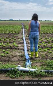 Planted agriculture land and pipe for watering. Woman in front of iceberg lettuce plants.