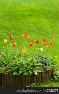 Planted tulips in flowerbed, lawn on the background.