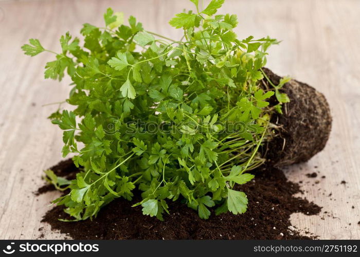 Planting a fresh parsley plant with new soil —