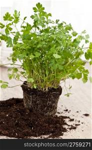 Planting a fresh parsley plant with new soil