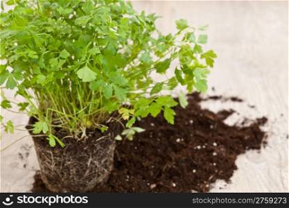 Planting a fresh parsley plant with new soil