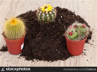Planting a little exotic cactus plant in a fresh soil