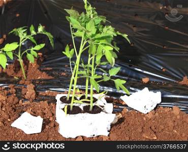 planting a tomatoes seedling