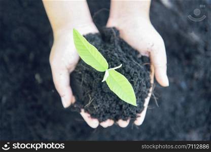 planting a tree seedlings young plant are growing on soil holding by hand woman help the environment / Save environment green world ecology concept