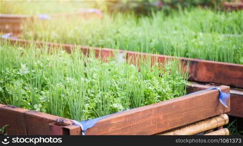 Planting coriander and scallion or spring onion growing in pot plantation vegetable garden