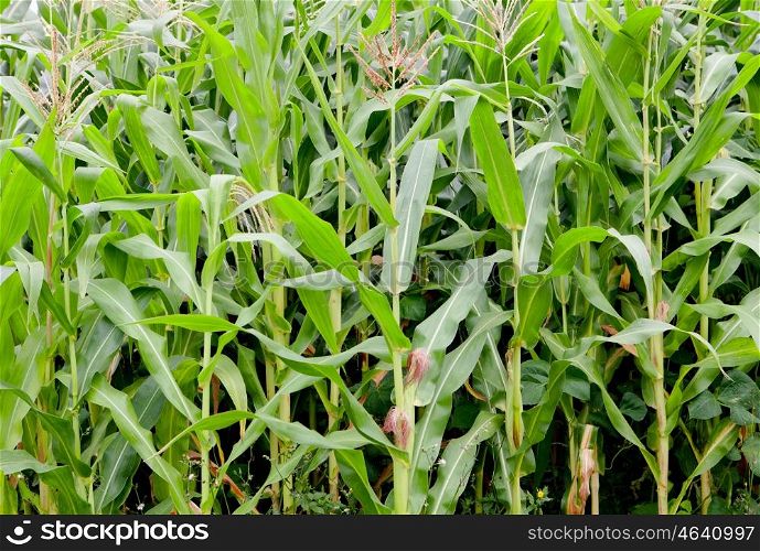 Planting corn with high green plants