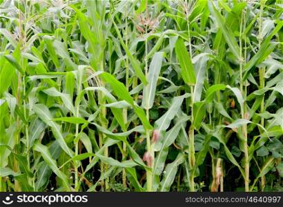 Planting corn with high green plants