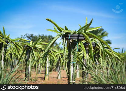 planting dragon fruit tree growing in field garden farm agriculture on hill asia